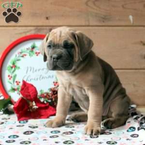 Ruby, Cane Corso Puppy