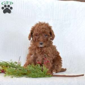 Ruby, Toy Poodle Puppy