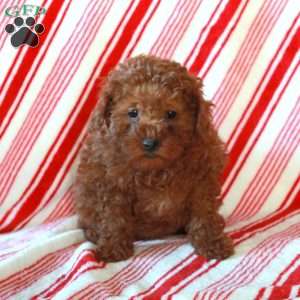 Ruby, Miniature Poodle Puppy