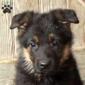 Ruby, German Shepherd Puppy