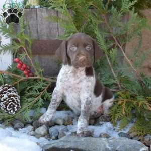 Ruby, German Shorthaired Pointer Puppy