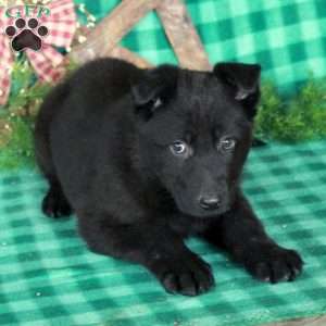Ruby, German Shepherd Mix Puppy