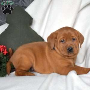 Ruby, Fox Red Labrador Retriever Puppy