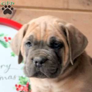 Ruby, Cane Corso Puppy