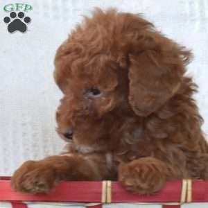 Ruby, Toy Poodle Puppy