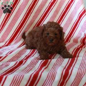 Ruby, Miniature Poodle Puppy