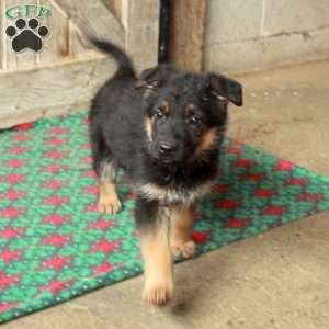Ruby, German Shepherd Puppy