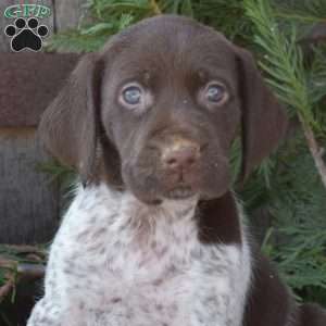 Ruby, German Shorthaired Pointer Puppy