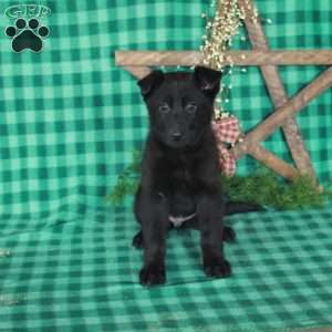 Ruby, German Shepherd Mix Puppy