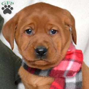 Ruby, Fox Red Labrador Retriever Puppy