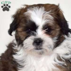 Ruby, Shih Tzu Mix Puppy