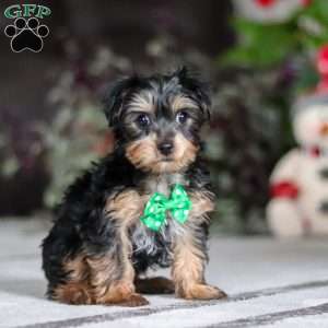 Rudoleph, Yorkie Puppy