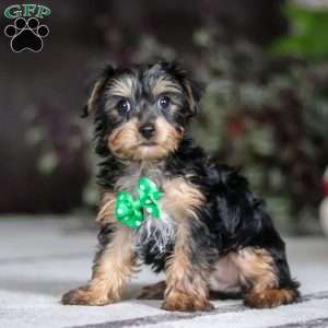 Rudoleph, Yorkie Puppy