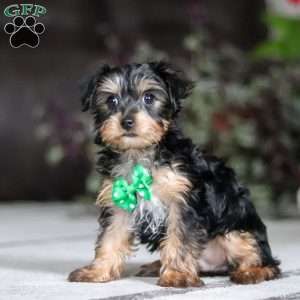 Rudoleph, Yorkie Puppy
