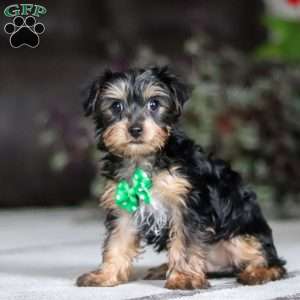 Rudoleph, Yorkie Puppy