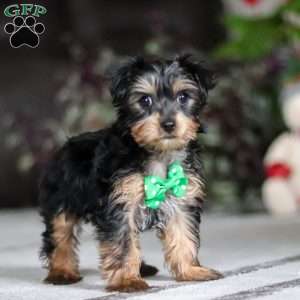 Rudoleph, Yorkie Puppy
