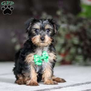 Rudoleph, Yorkie Puppy