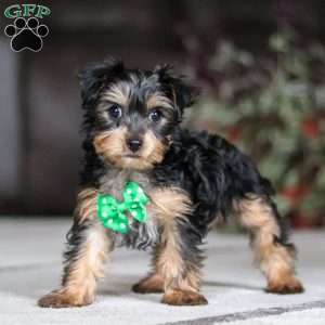 Rudoleph, Yorkie Puppy