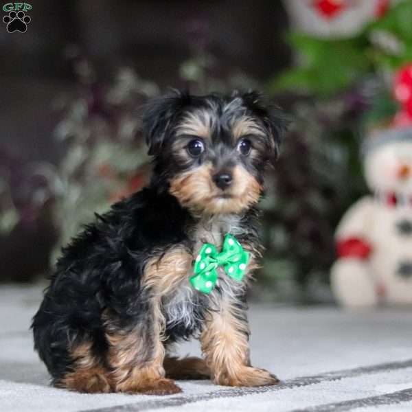 Rudoleph, Yorkie Puppy
