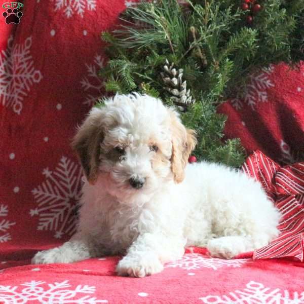 Rudolph, Miniature Poodle Puppy