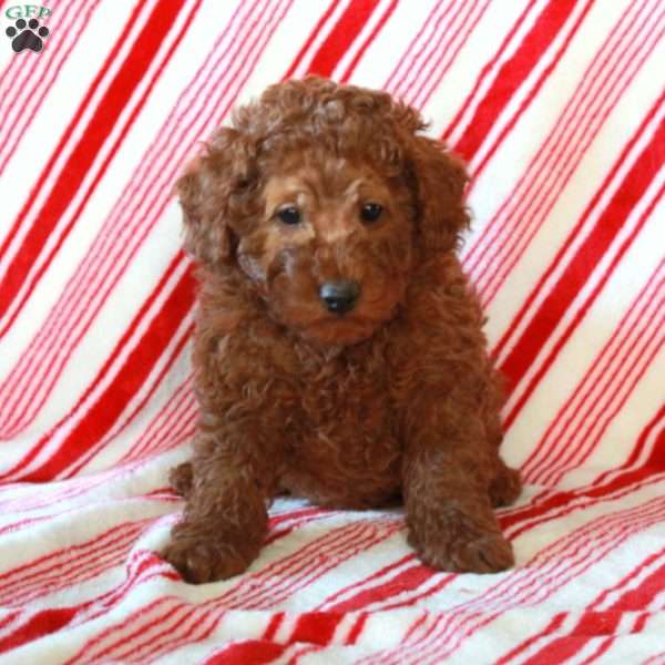 Rudolph, Miniature Poodle Puppy