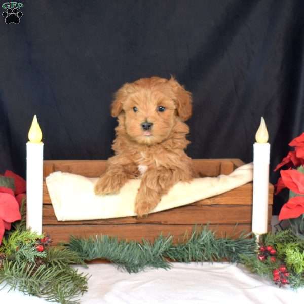 Rudolph, Maltipoo Puppy