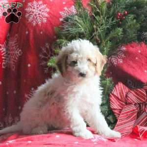 Rudolph, Miniature Poodle Puppy