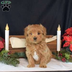 Rudolph, Maltipoo Puppy