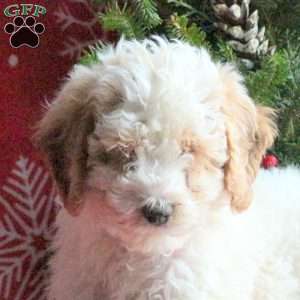 Rudolph, Miniature Poodle Puppy