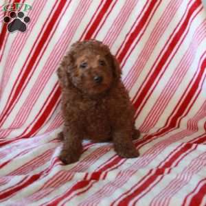 Rudolph, Miniature Poodle Puppy