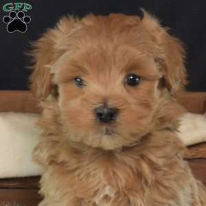 Rudolph, Maltipoo Puppy