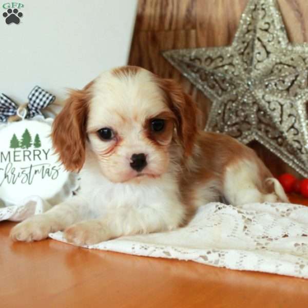 Rudy, Cavalier King Charles Spaniel Puppy