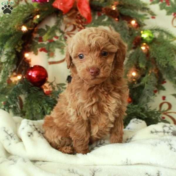 Rudy, Toy Poodle Puppy
