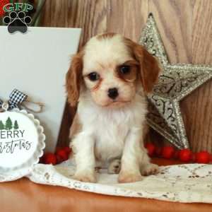 Rudy, Cavalier King Charles Spaniel Puppy
