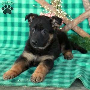Rudy, German Shepherd Mix Puppy