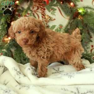 Rudy, Toy Poodle Puppy