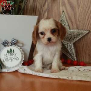 Rudy, Cavalier King Charles Spaniel Puppy