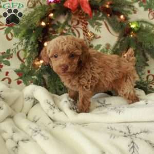 Rudy, Toy Poodle Puppy