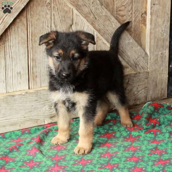 Rumble, German Shepherd Puppy