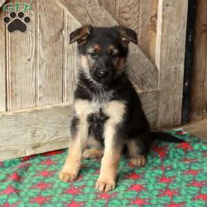 Rumble, German Shepherd Puppy