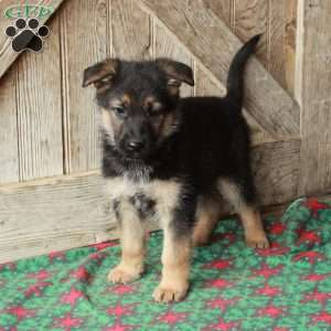 Rumble, German Shepherd Puppy
