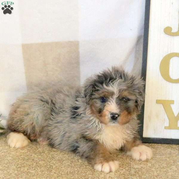 Rune, Mini Bernedoodle Puppy