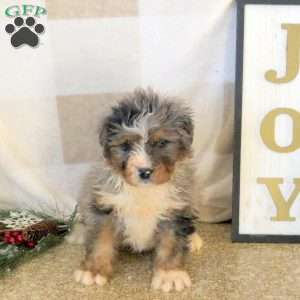 Rune, Mini Bernedoodle Puppy