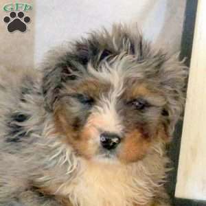 Rune, Mini Bernedoodle Puppy