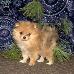 Russell, Pomeranian Puppy