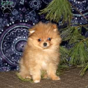 Russell, Pomeranian Puppy