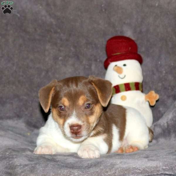 Rusty, Jack Russell Terrier Puppy
