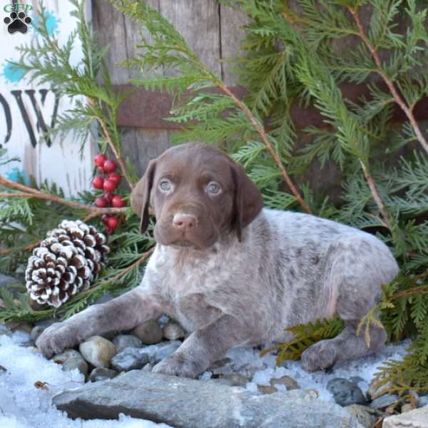 Rusty, German Shorthaired Pointer Puppy