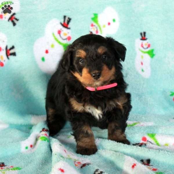 Rusty, Mini Bernedoodle Puppy