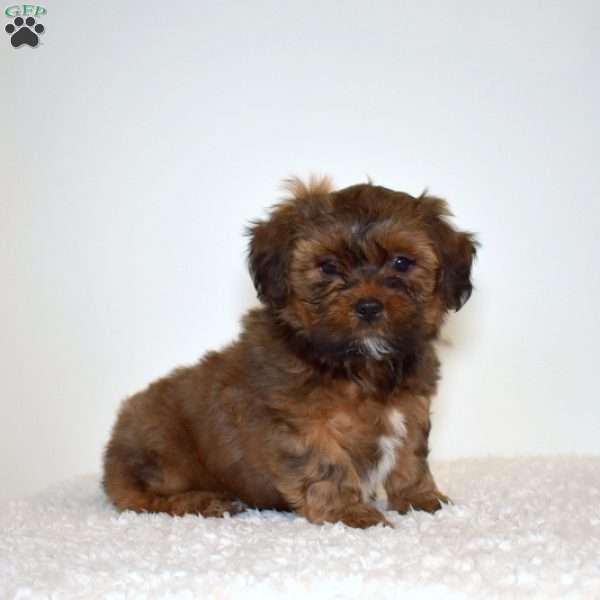 Rusty, Shih Tzu Mix Puppy